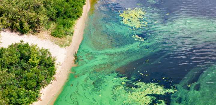 Pollutants from aerosols and river run-off can cause man-made eutrophication, whereby nutrients cause massive algal blooms and unbalance the nitrogen-phosphorus nutrient structure