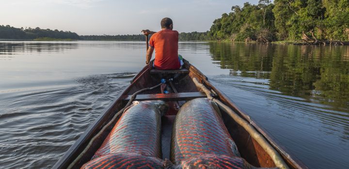 View from behind of a local fisherman paddling a large dugout canoe containing large fish after a trip into one of the lakes protected by his community in Amazonas in Brazil