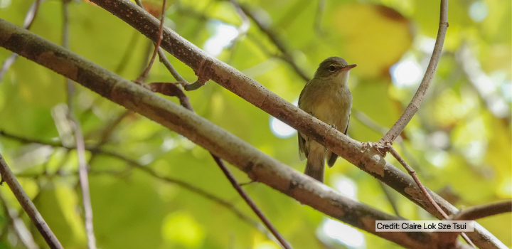 Island birds reveal surprising link between immunity and gut bacteria