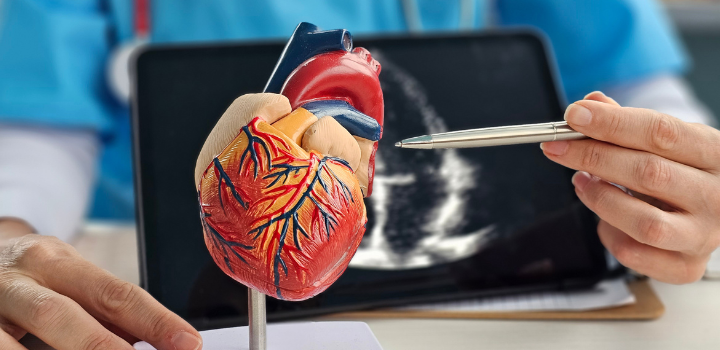A model of a heart with a scan behind it