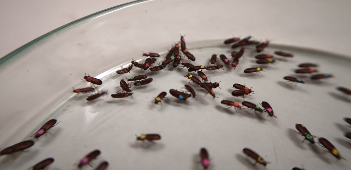 A petri dish full of beetles with colourful marking