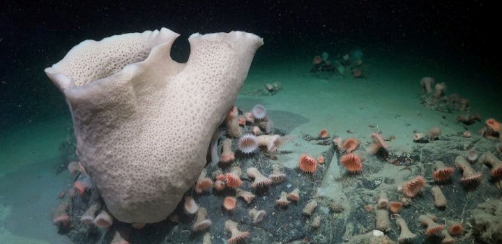 A deep-sea sponge and anemones on the seafloor in Antarctica