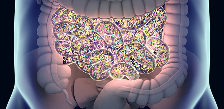 Gut bacteria protects against diarrhoeal disease