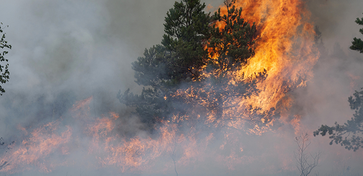 Lightning Strikes Threat: Boreal Fires Jeopardize Carbon