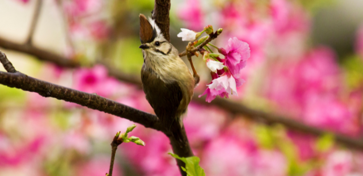 ‘Energy efficiency’ key to mountain birds adapting to changing environmental conditions