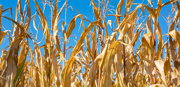 A field of corn on a sunny day