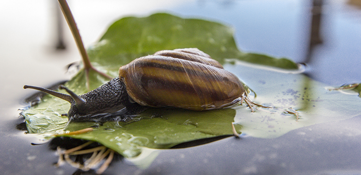 A pond snail.