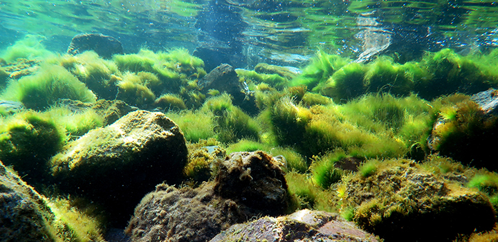Algae in the ocean.