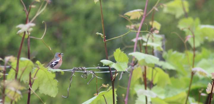A chaffinch bird perches on a grapevine in an English vineyard