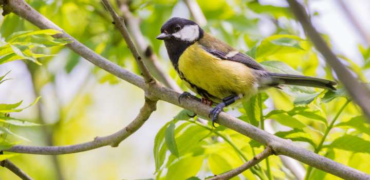 A great tit perches on the branch of tree. It has a radiofrequency identification tag on one of its legs.