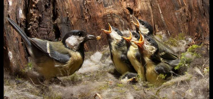 An adult great tit holds food in its beak as four nestling birds with beaks open beg to be fed, in a nest inside a tree.