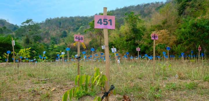 Social justice should not be tokenistic but at the heart of global restoration efforts