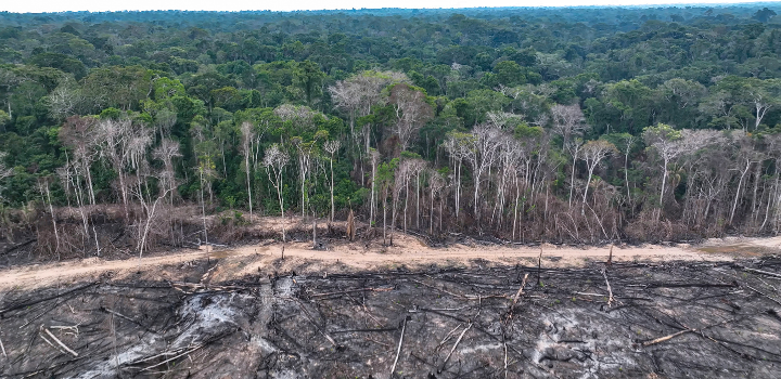 A forest that has been affected by deforestation