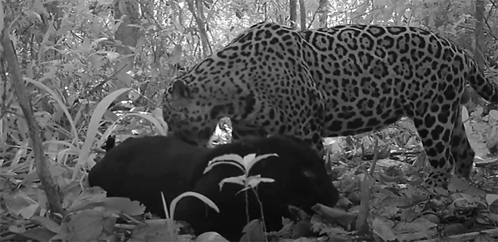 A black-coated jaguar in the wild with a spotted jaguar.