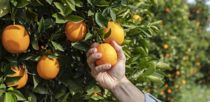 A hand picking a ripe orange from a row of orange trees
