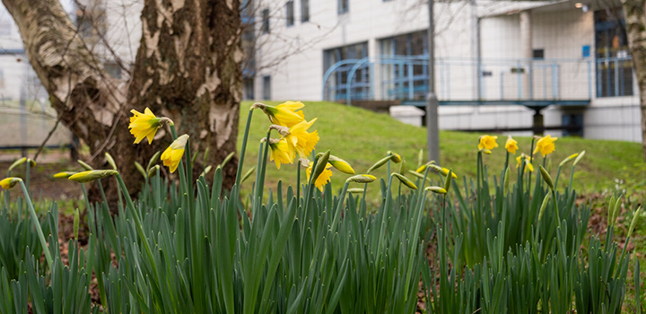 Photo of daffodils infront of the Queen's Building