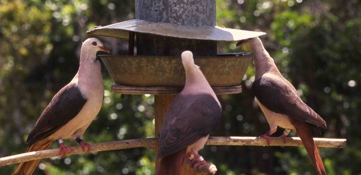 Gene editing offers transformative solution to saving endangered species