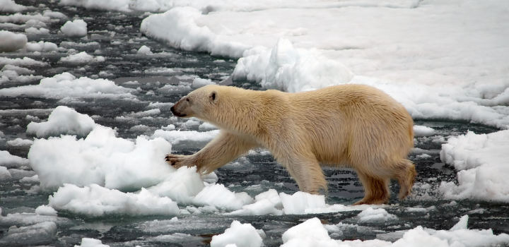 Polar bears may be adapting to survive warmer climates, says study
