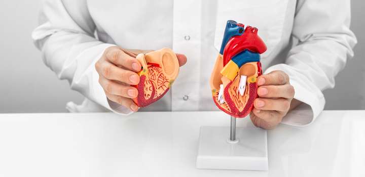 Cardiologist wearing a medical coat showing a heart anatomical model and heart physiology