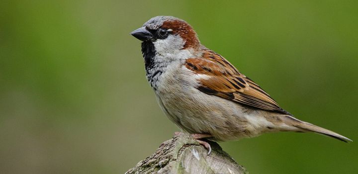A house sparrow sits on a log with a blurred green background