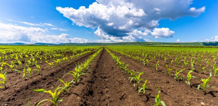 Climate change and security threats leave UK food supply at risk, expert warns MPs
