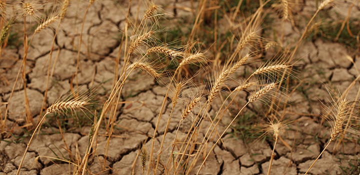 Measures needed to help UK farming weather future droughts