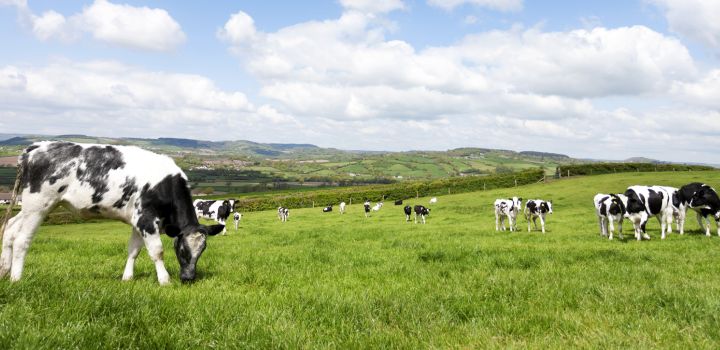 Diary cows in a green field