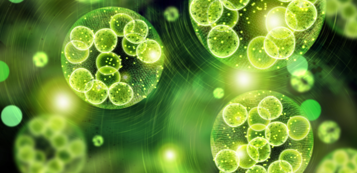 First results published from major algal gene sequencing project