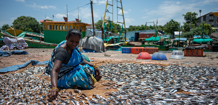 Woman sorts through fish on a beach