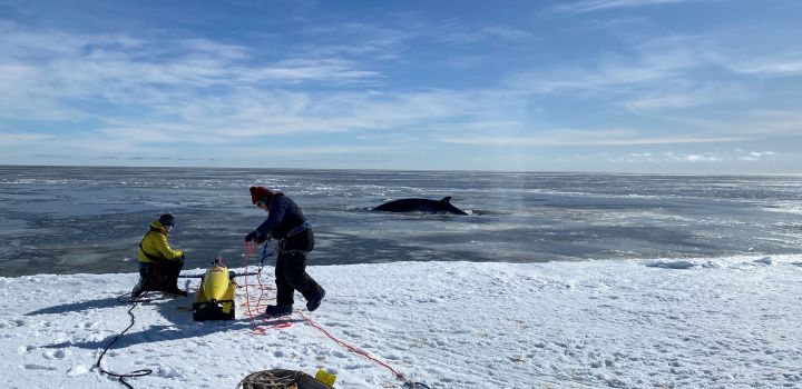 Two people standing on sea ice in the Antarctic preparing to deploy an autonomous seaglider into the Ross Sea, which is in the background with a whale surfacing