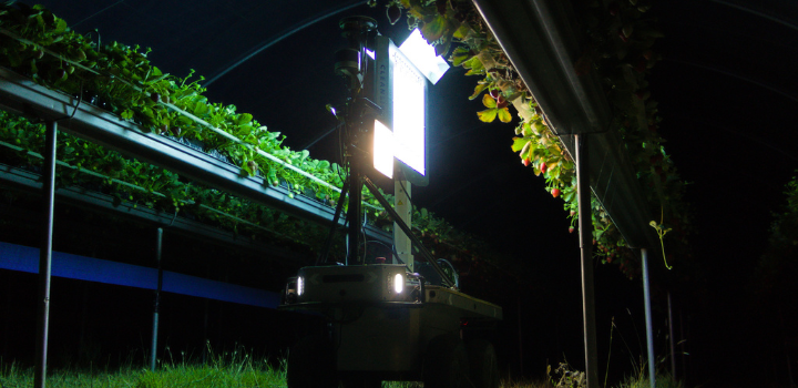 How strawberry colours could be misleading farm robots