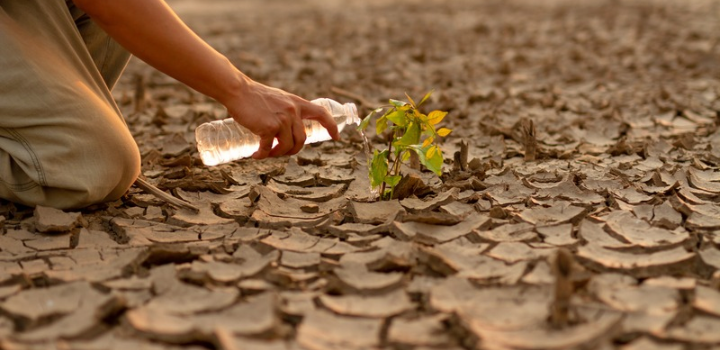 Person watering green tree after planting it on dry land