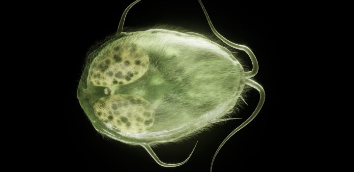 When parasites stop having sex, they may become less picky about their hosts