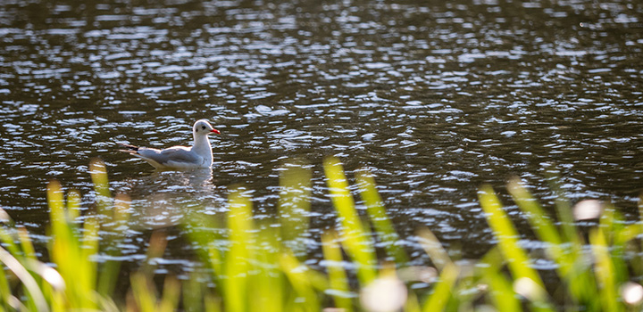 A gull on the UEA Broad