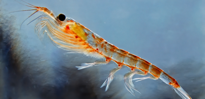 An Antarctic krill in water