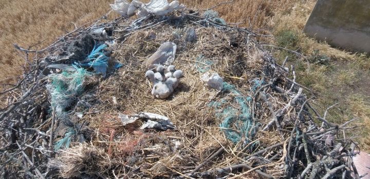 Aerial view of four white stork chicks sitting in a nest in Portugal, parts of which have been made with blue discarded plastic materials