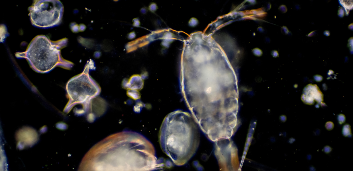 Survival of the smallest – why tiny creatures outlived dinosaurs