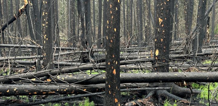 Aftermath of 2023 boreal forest fires in Canada