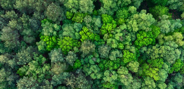 Top down aerial view of deciduous green trees in a forest