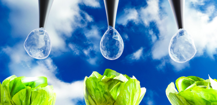 Three water droplets hanging over 3 plants with a blue sky above