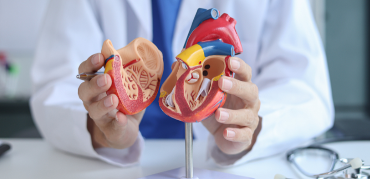 A model of a heart split in half to show the inside chambers