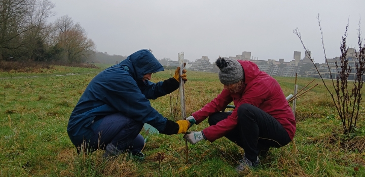 Volunteers planting trees on the Broad Hay meadows