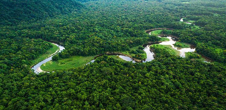 Aerial shot of a rainforest.