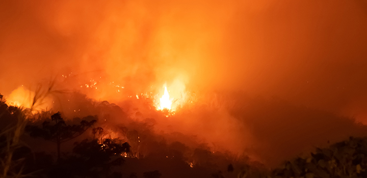 A wildfire in a rainforest.