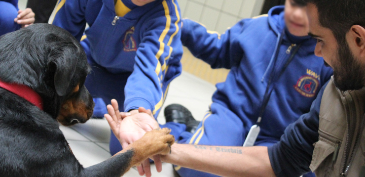 ‘Misunderstood breeds for misunderstood people’ – the non-profit training therapy dogs in India