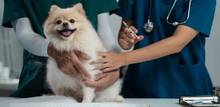 Competition experts say no guarantees veterinary prices will come down