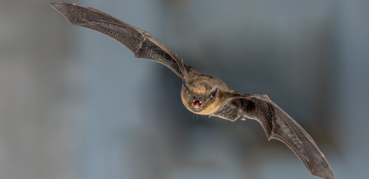 A photo of a bat mid-flight