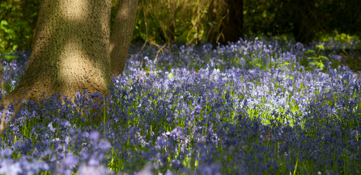 Bluebells on the University of East Anglia (UEA) campus