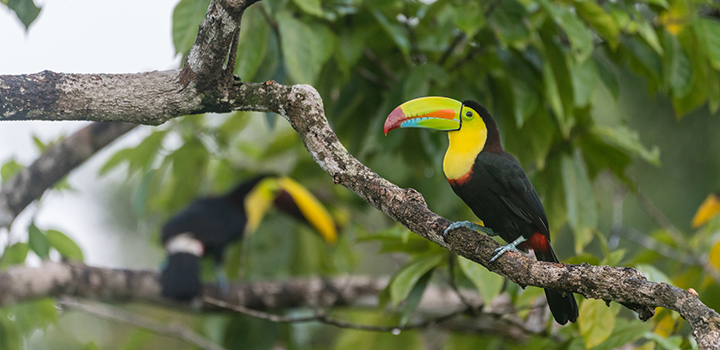 A keel-billed toucan (Ramphastos sulfuratus) perches on a tree branch in Laguna del Lagarto, Costa Rica