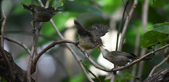 Babysitters provide boost to offspring of elderly birds